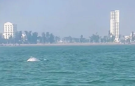 Gallery - Cận cảnh đàn cá heo trắng hiếm thấy ở Sầm Sơn | Báo Tri thức và Cuộc sống - TIN TỨC PHỔ BIẾN KIẾN THỨC 24H