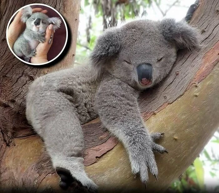 View - Khoảnh khắc thú cưng dễ thương khiến người nhìn không thể rời mắt | Báo Tri thức và Cuộc sống - TIN TỨC PHỔ BIẾN KIẾN THỨC 24H