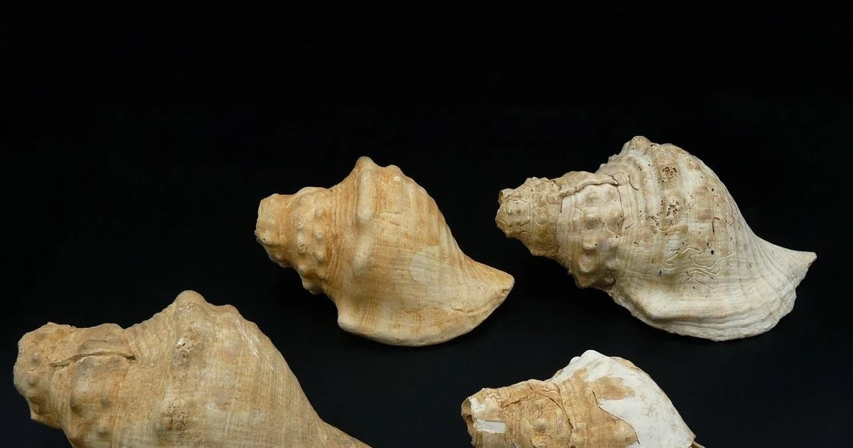 Gallery - Vỏ sò 6.000 năm tiết lộ giai điệu đầu tiên của nhân loại | Báo Tri thức và Cuộc sống - TIN TỨC PHỔ BIẾN KIẾN THỨC 24H