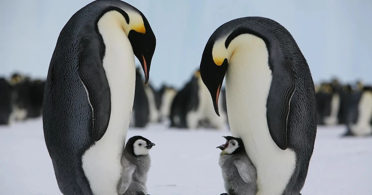 Gallery - Chim cánh cụt hoàng đế được đưa vào danh sách nguy cấp | Báo Tri thức và Cuộc sống - TIN TỨC PHỔ BIẾN KIẾN THỨC 24H