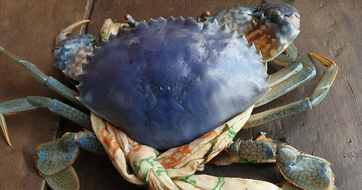 View - Những sinh vật 'khác màu' từng được ghi nhận ở Việt Nam | Báo Tri thức và Cuộc sống - TIN TỨC PHỔ BIẾN KIẾN THỨC 24H