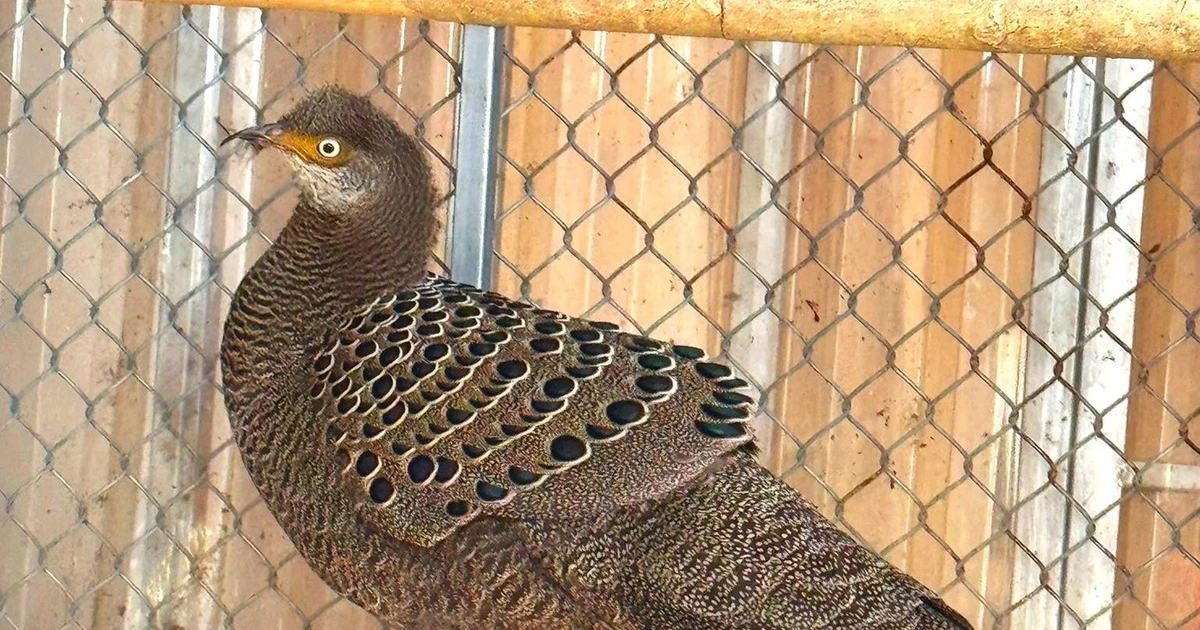 Gallery - Gà tiền mặt vàng vừa được người dân bàn giao quý hiếm cỡ nào? | Báo Tri thức và Cuộc sống - TIN TỨC PHỔ BIẾN KIẾN THỨC 24H