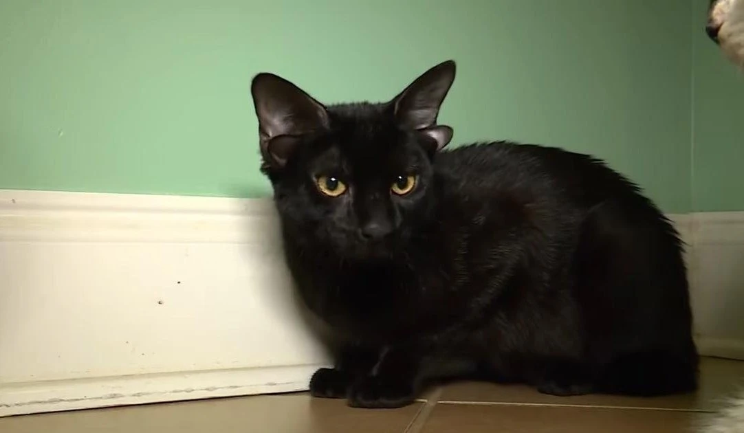 View - Mèo 4 tai độc lạ trở thành 'ngôi sao' mạng xã hội | Báo Tri thức và Cuộc sống - TIN TỨC PHỔ BIẾN KIẾN THỨC 24H