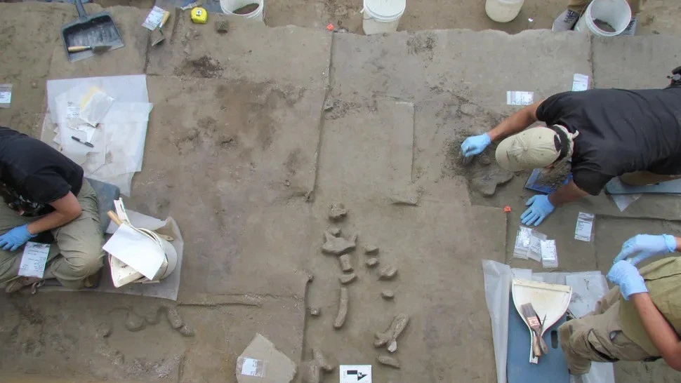 Gallery - Công cụ bằng ngà voi 14.000 năm tuổi hé lộ bí mật tổ tiên loài người | Báo Tri thức và Cuộc sống - TIN TỨC PHỔ BIẾN KIẾN THỨC 24H