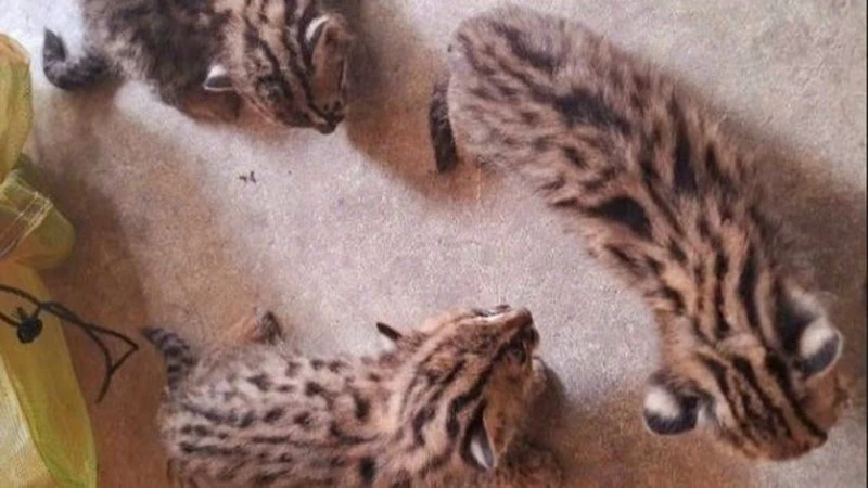 View - 3 cá thể mèo rừng được giao nộp ở Tây Ninh quý hiếm cỡ nào? | Báo Tri thức và Cuộc sống - TIN TỨC PHỔ BIẾN KIẾN THỨC 24H