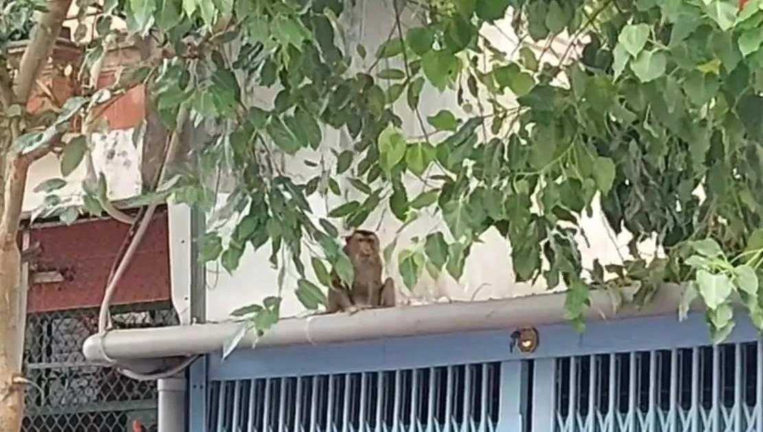 View - Những lần khỉ hoang tấn công người gây hoang mang dư luận Việt Nam | Báo Tri thức và Cuộc sống - TIN TỨC PHỔ BIẾN KIẾN THỨC 24H