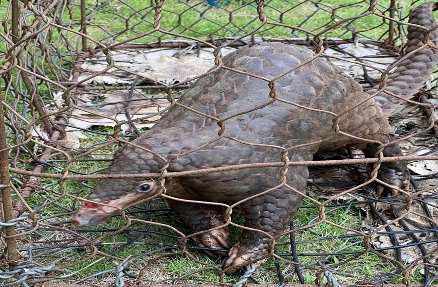 View - Tê tê được người dân Lâm Đồng giao nộp quý hiếm thế nào? | Báo Tri thức và Cuộc sống - TIN TỨC PHỔ BIẾN KIẾN THỨC 24H