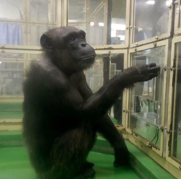 View - Tinh tinh Ai được công nhận là 'thiên tài' qua đời ở tuổi 49 | Báo Tri thức và Cuộc sống - TIN TỨC PHỔ BIẾN KIẾN THỨC 24H