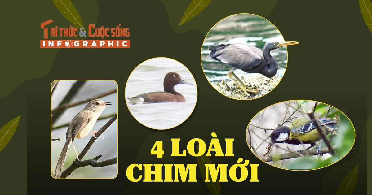 View - [INFOGRAPHIC] 4 loài chim mới phát hiện ở Phong Nha - Kẻ Bàng | Báo Tri thức và Cuộc sống - TIN TỨC PHỔ BIẾN KIẾN THỨC 24H