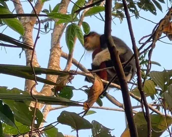 View - Voọc 7 màu hiếm gặp xuất hiện trong vườn nhà dân Hà Tĩnh | Báo Tri thức và Cuộc sống - TIN TỨC PHỔ BIẾN KIẾN THỨC 24H