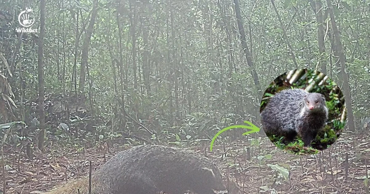 View - Bẫy ảnh phát hiện loài động vật đặc biệt ở Vườn Quốc gia Chư Yang Sin | Báo Tri thức và Cuộc sống - TIN TỨC PHỔ BIẾN KIẾN THỨC 24H