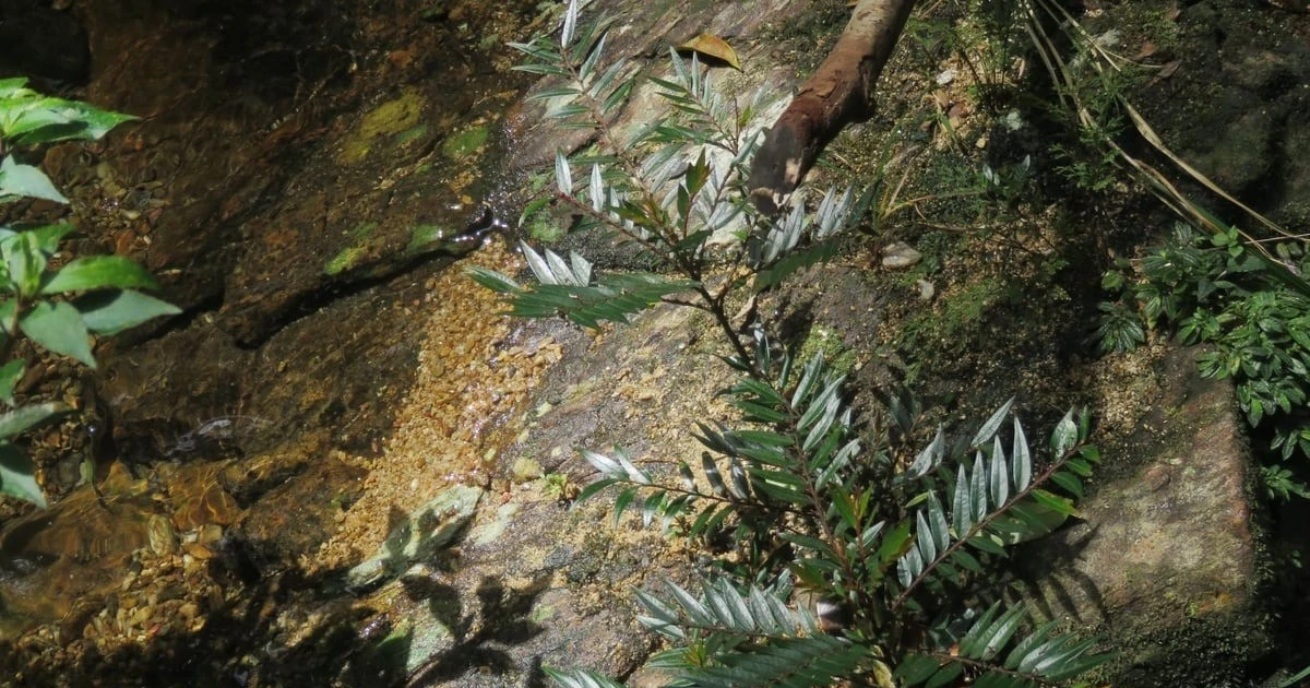 View - Phát hiện loài thực vật mới tại Khu Dự trữ thiên nhiên Phong Điền | Báo Tri thức và Cuộc sống - TIN TỨC PHỔ BIẾN KIẾN THỨC 24H