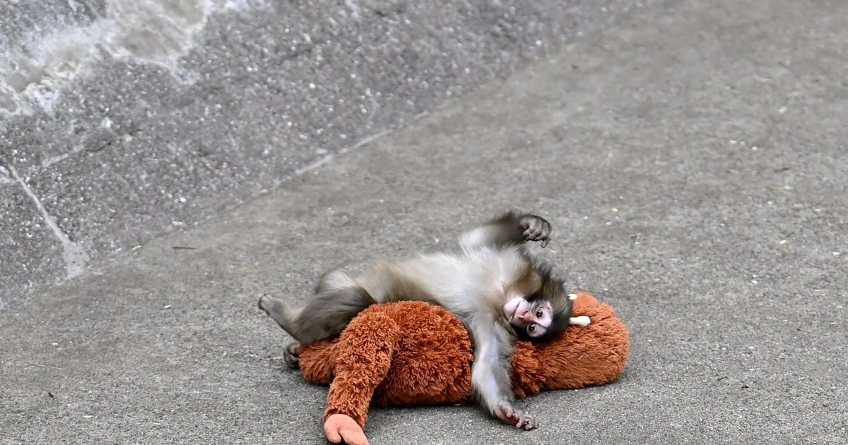 Gallery - Vì sao khỉ con ở Nhật Bản bị khỉ mẹ bỏ rơi? | Báo Tri thức và Cuộc sống - TIN TỨC PHỔ BIẾN KIẾN THỨC 24H