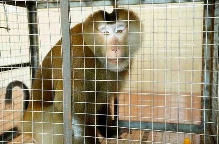 Gallery - Vườn Quốc gia Vũ Quang tiếp nhận cá thể khỉ quý hiếm do người dân giao nộp | Báo Tri thức và Cuộc sống - TIN TỨC PHỔ BIẾN KIẾN THỨC 24H