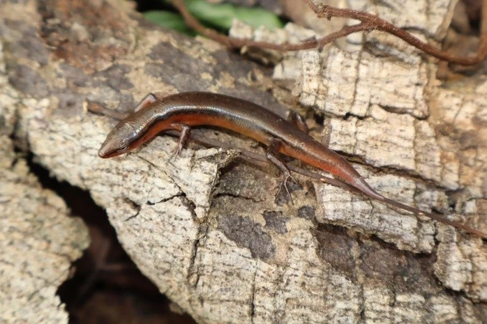 Gallery - Loài thằn lằn mới phát hiện tại Vườn Quốc gia Vũ Quang có gì đặc biệt? | Báo Tri thức và Cuộc sống - TIN TỨC PHỔ BIẾN KIẾN THỨC 24H