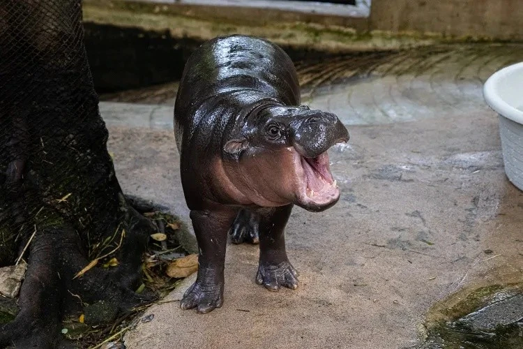 Gallery - 'Đột nhập' chuồng hà mã lùn để quay phim, người đàn ông bị phạt tiền | Báo Tri thức và Cuộc sống - TIN TỨC PHỔ BIẾN KIẾN THỨC 24H