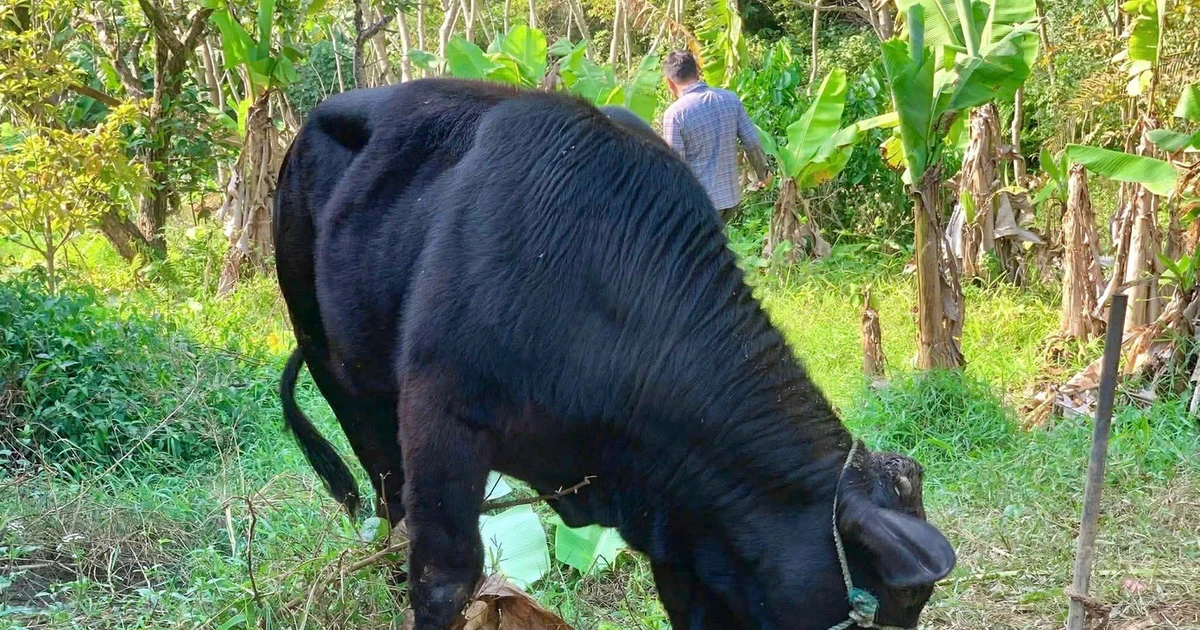 View - Bò đực có 6 chân ở Thanh Hóa và loạt động vật 'dị' từng ghi nhận ở Việt Nam | Báo Tri thức và Cuộc sống - TIN TỨC PHỔ BIẾN KIẾN THỨC 24H