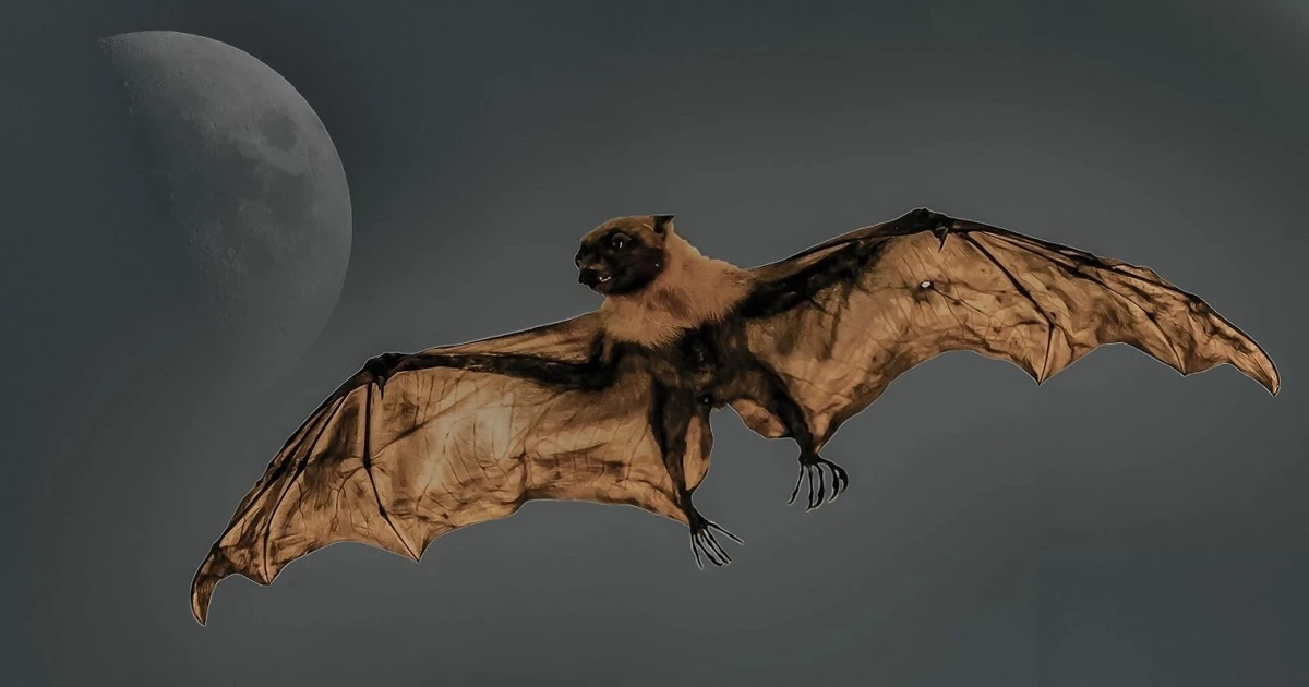 Gallery - Loài dơi 'mất tích' 40 năm bất ngờ được nhìn thấy ở Rwanda | Báo Tri thức và Cuộc sống - TIN TỨC PHỔ BIẾN KIẾN THỨC 24H