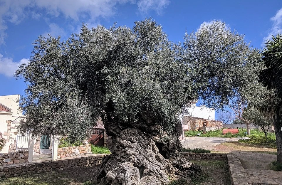 View - Kinh ngạc cây ô liu 3.000 năm tuổi vẫn ra quả đều | Báo Tri thức và Cuộc sống - TIN TỨC PHỔ BIẾN KIẾN THỨC 24H