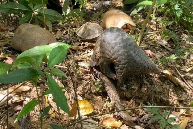 View - Thả 9 động vật quý hiếm về rừng Tây Nguyên bảo tồn tự nhiên | Báo Tri thức và Cuộc sống - TIN TỨC PHỔ BIẾN KIẾN THỨC 24H
