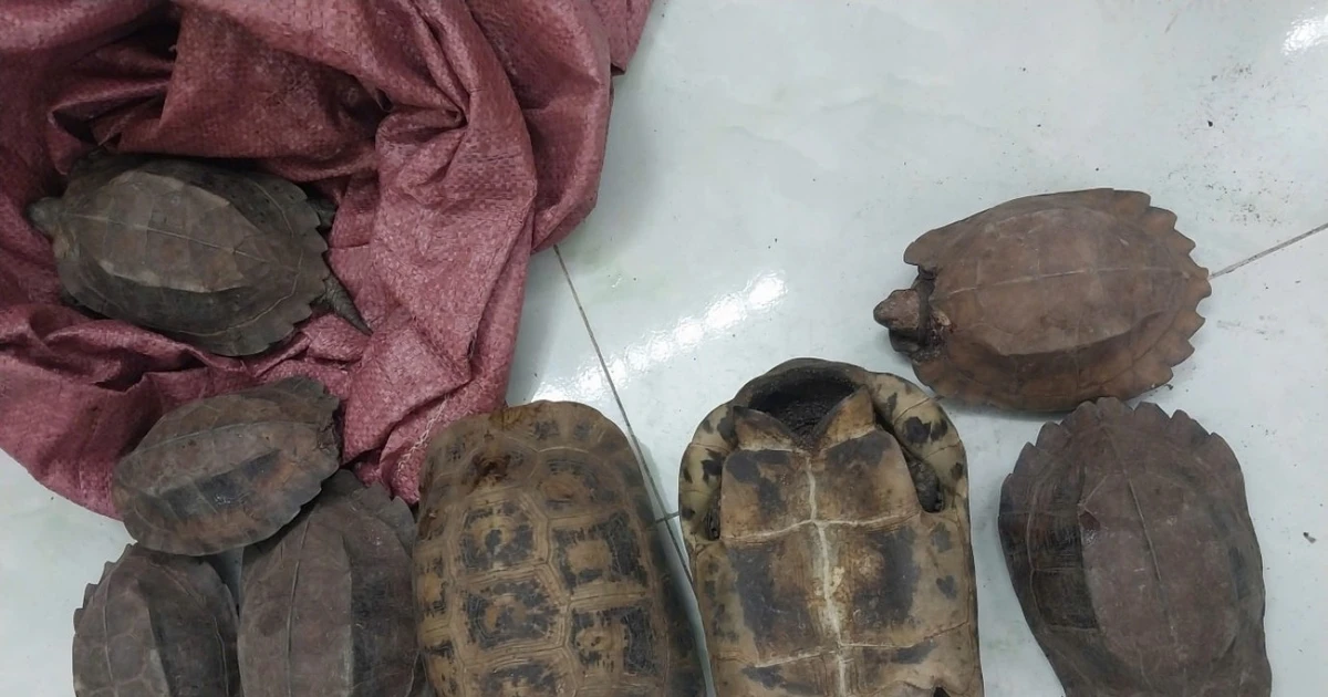 View - 8 cá thể rùa quý hiếm xuất hiện bên đường ở Đắk Lắk quý hiếm thế nào? | Báo Tri thức và Cuộc sống - TIN TỨC PHỔ BIẾN KIẾN THỨC 24H