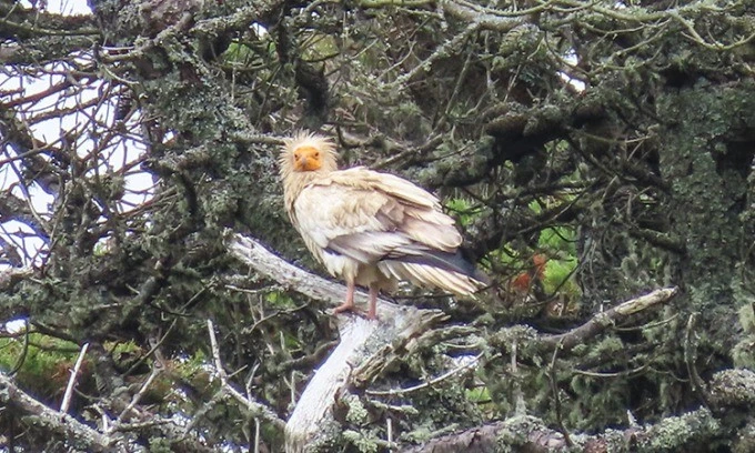 View - Kền kền Ai Cập tái xuất thần kỳ sau 150 năm tuyệt tích | Báo Tri thức và Cuộc sống - TIN TỨC PHỔ BIẾN KIẾN THỨC 24H