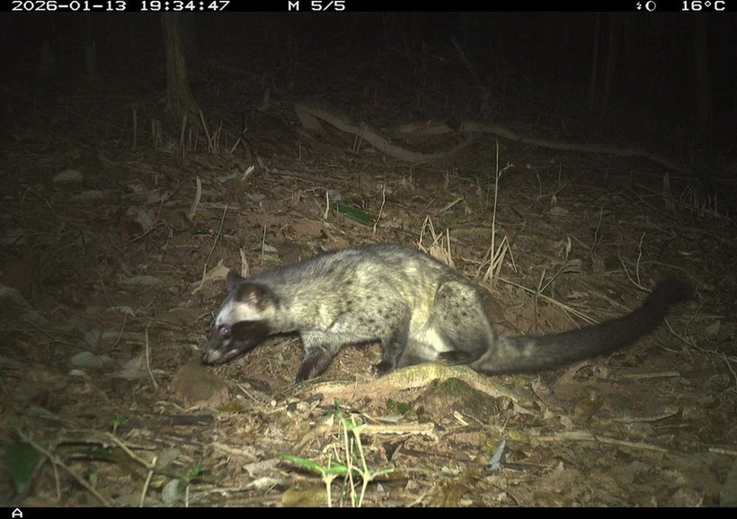 View - Bẫy ảnh bất ngờ 'tóm gọn' 27 loài động vật hoang dã trong rừng Mỹ Sơn | Báo Tri thức và Cuộc sống - TIN TỨC PHỔ BIẾN KIẾN THỨC 24H
