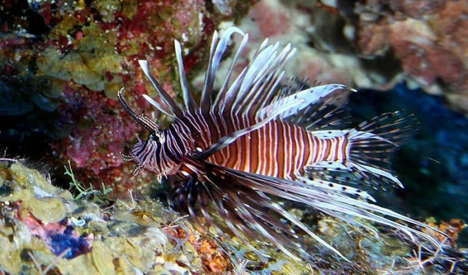 Gallery - Loài cá sư tử có vẻ đẹp bắt mắt nhưng gây hại ở Đại Tây Dương | Báo Tri thức và Cuộc sống - TIN TỨC PHỔ BIẾN KIẾN THỨC 24H