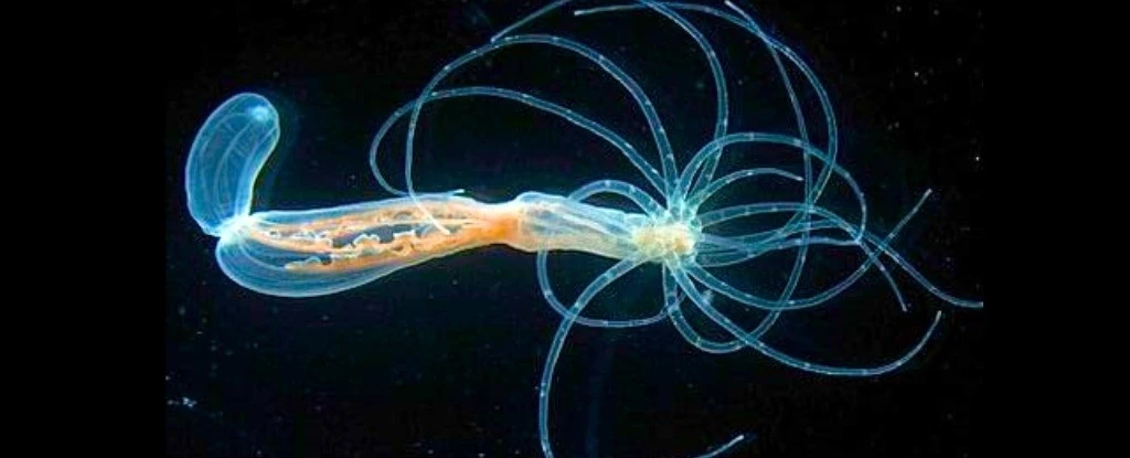 View - Khám phá cơ chế 'bất tử' của hải quỳ sao biển | Báo Tri thức và Cuộc sống - TIN TỨC PHỔ BIẾN KIẾN THỨC 24H