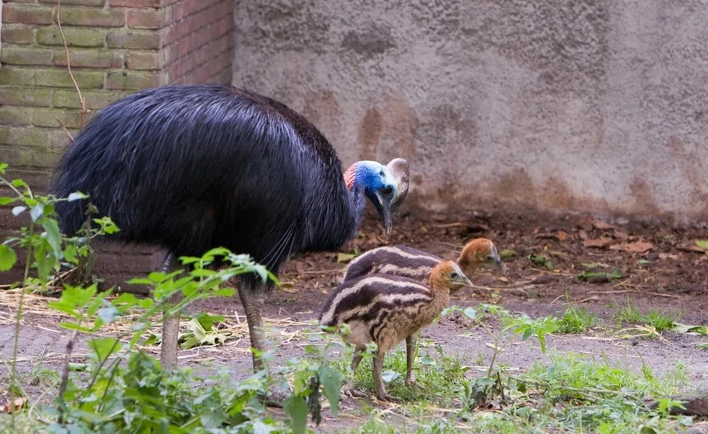 Gallery - Giật mình tập tục nuôi 'chim khổng lồ' hung dữ của người cổ đại | Báo Tri thức và Cuộc sống - TIN TỨC PHỔ BIẾN KIẾN THỨC 24H