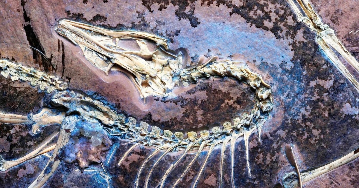 View - Hóa thạch 'khủng long biết bay' chứng minh thuyết tiến hóa của Darwin đúng | Báo Tri thức và Cuộc sống - TIN TỨC PHỔ BIẾN KIẾN THỨC 24H