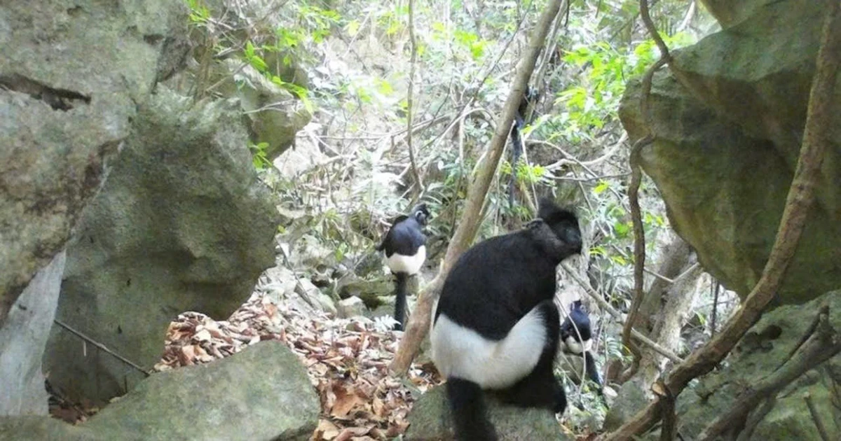 View - Phát hiện loài voọc mông trắng cực kỳ nguy cấp tại Ninh Bình | Báo Tri thức và Cuộc sống - TIN TỨC PHỔ BIẾN KIẾN THỨC 24H