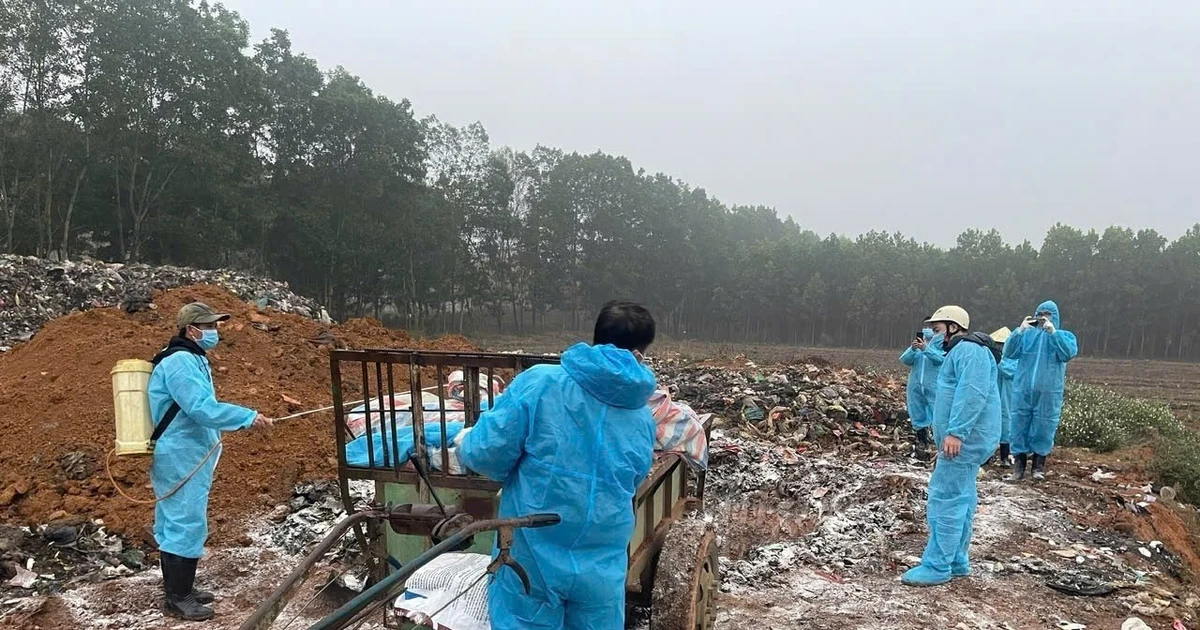 Dịch tả lợn Châu Phi diễn biến phức tạp ở Thanh Hóa
