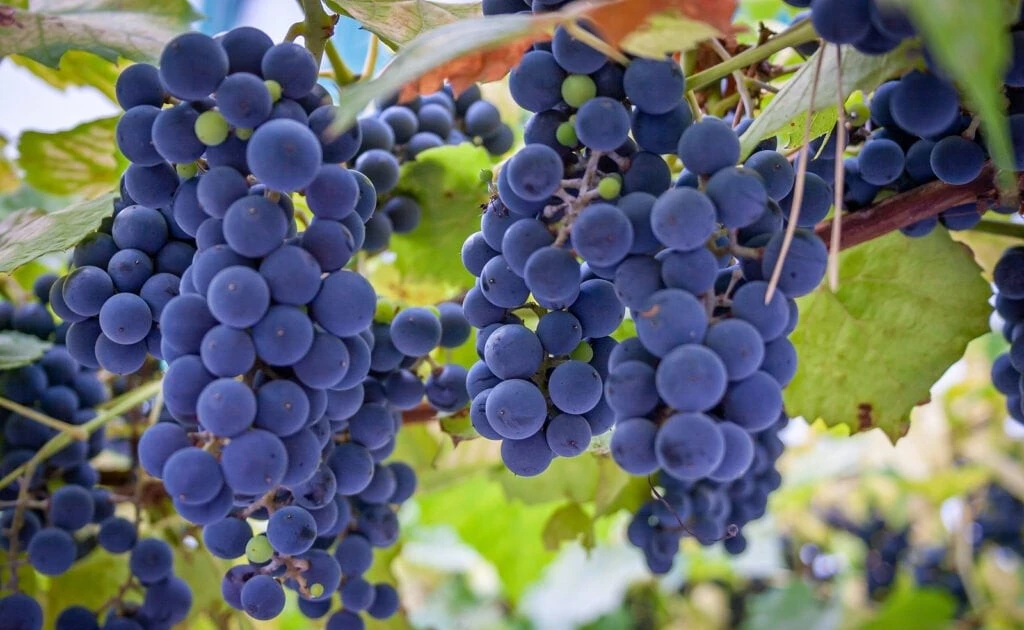 View - Cây cảnh “thay vận” hơn hoa giấy, trồng một cây, lộc kéo cả năm | Báo Tri thức và Cuộc sống - TIN TỨC PHỔ BIẾN KIẾN THỨC 24H