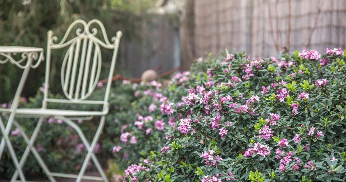 View - Loài cây cảnh tỏa hương như phép màu, mang bình yên vào nhà | Báo Tri thức và Cuộc sống - TIN TỨC PHỔ BIẾN KIẾN THỨC 24H