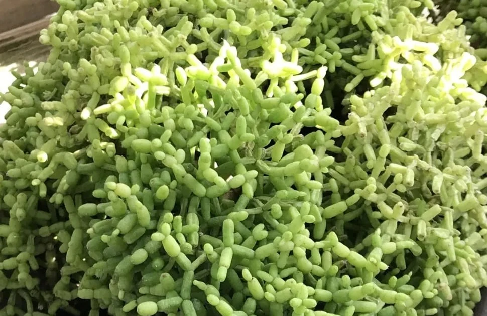 View - Độc lạ cây cảnh “khúc xương nhảy múa”, hút tài lộc và may mắn | Báo Tri thức và Cuộc sống - TIN TỨC PHỔ BIẾN KIẾN THỨC 24H