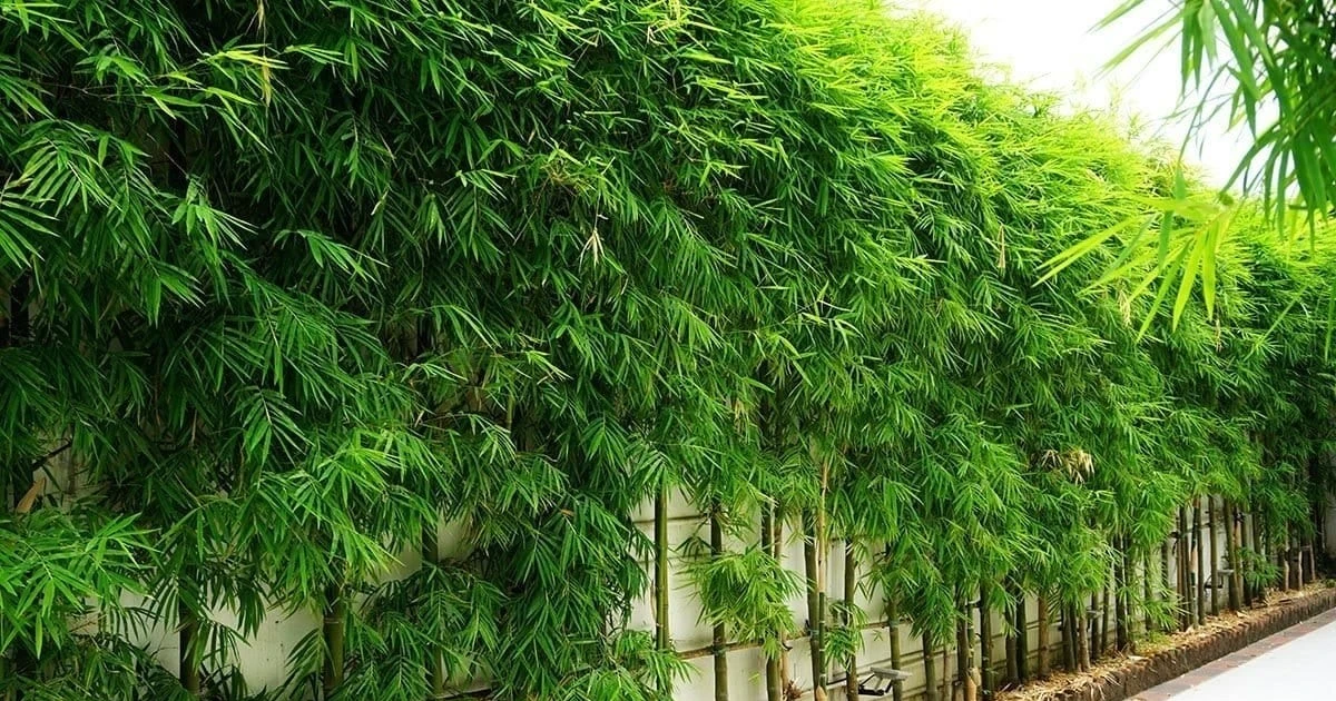 View - Bí mật cây cảnh phong thủy cha ông truyền lại, giúp gia chủ phát tài | Báo Tri thức và Cuộc sống - TIN TỨC PHỔ BIẾN KIẾN THỨC 24H