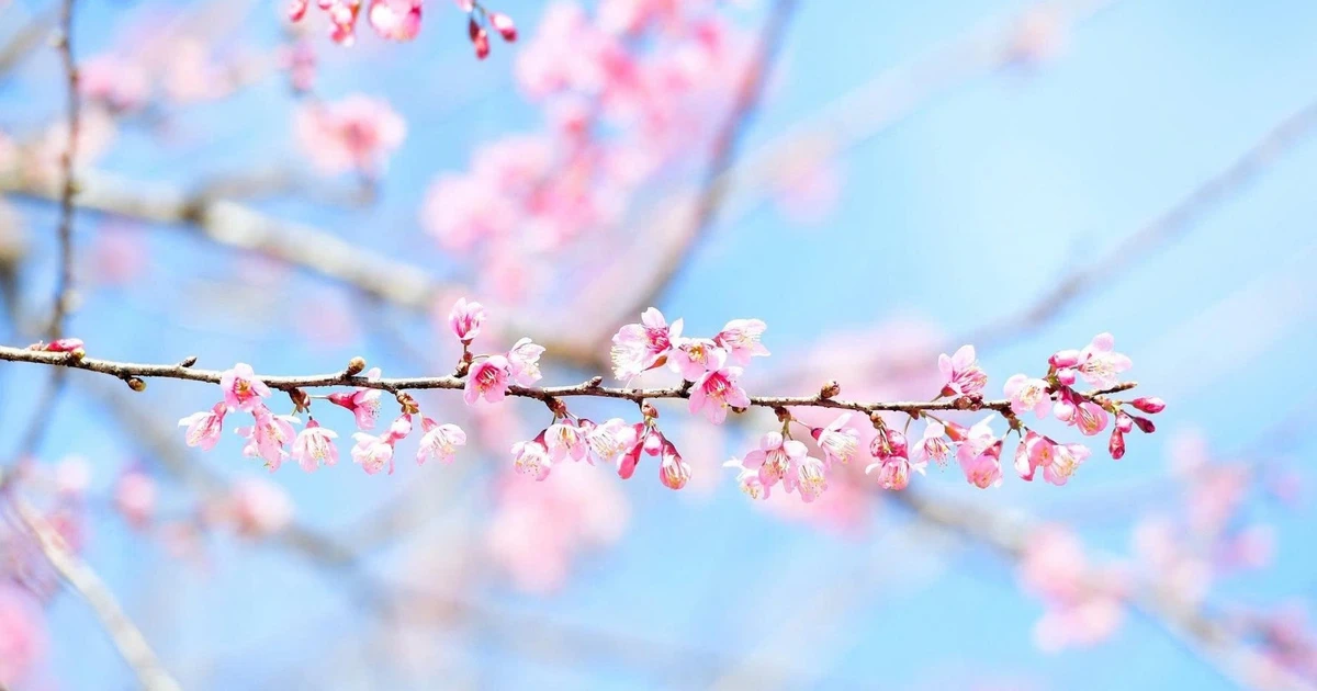 View - Mai anh đào đua nở, khách về khu du lịch sinh thái Măng Đen tăng cao | Báo Tri thức và Cuộc sống - TIN TỨC PHỔ BIẾN KIẾN THỨC 24H