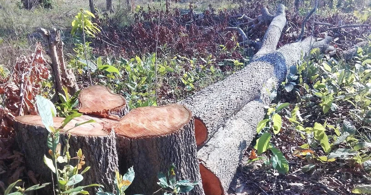 Khởi tố Chi cục trưởng Chi cụ Kiểm lâm Gia Lai liên quan vụ thất thoát tài sản nhà nước