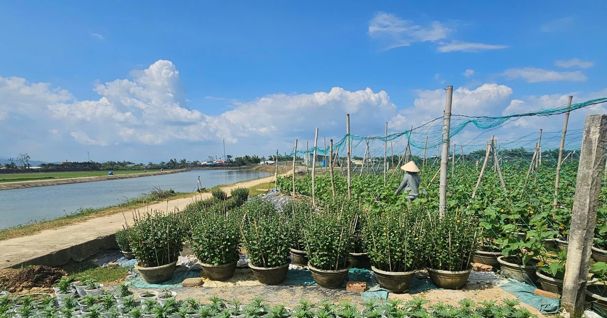 Gallery - Sau bão lũ, làng hoa Bình Lâm Gia Lai hồi sinh đón Tết Bính Ngọ | Báo Tri thức và Cuộc sống - TIN TỨC PHỔ BIẾN KIẾN THỨC 24H