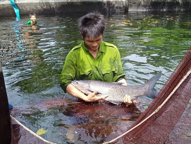 Bí quyết nuôi những con cá khổng lồ của nông dân 9X | Báo Tri thức và ...
