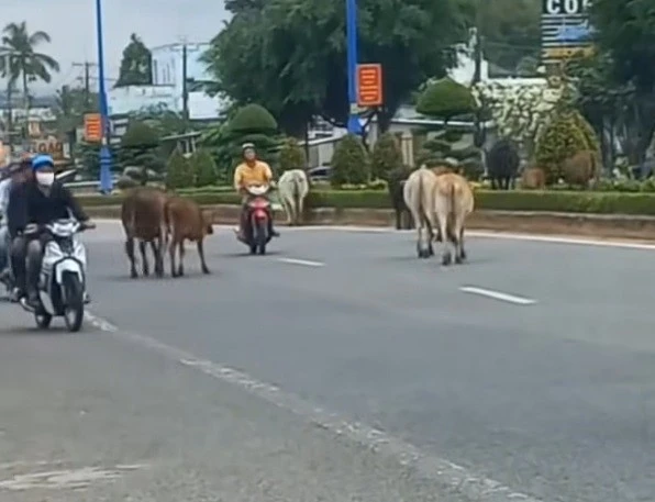 An Giang: UBND Phú Quốc yêu cầu xử lý nghiêm hành vi chăn thả rông gia súc