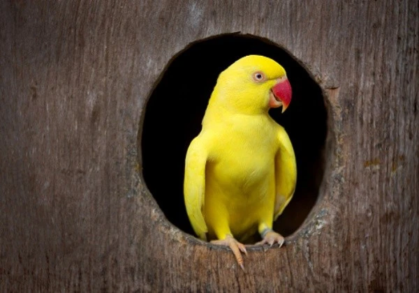 View - Vẹt cưng phản chủ, giúp cảnh sát triệt phá băng đảng ma túy lớn | Báo Tri thức và Cuộc sống - TIN TỨC PHỔ BIẾN KIẾN THỨC 24H