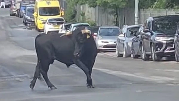 View - Chú bò trốn lò mổ như phim, kết cục đổi đời gây xúc động | Báo Tri thức và Cuộc sống - TIN TỨC PHỔ BIẾN KIẾN THỨC 24H