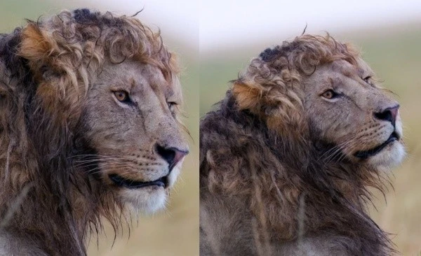 View - 'Nam thần sư tử' bờm xoăn gây bão mạng, đẹp hơn cả linh thú Hy Lạp | Báo Tri thức và Cuộc sống - TIN TỨC PHỔ BIẾN KIẾN THỨC 24H