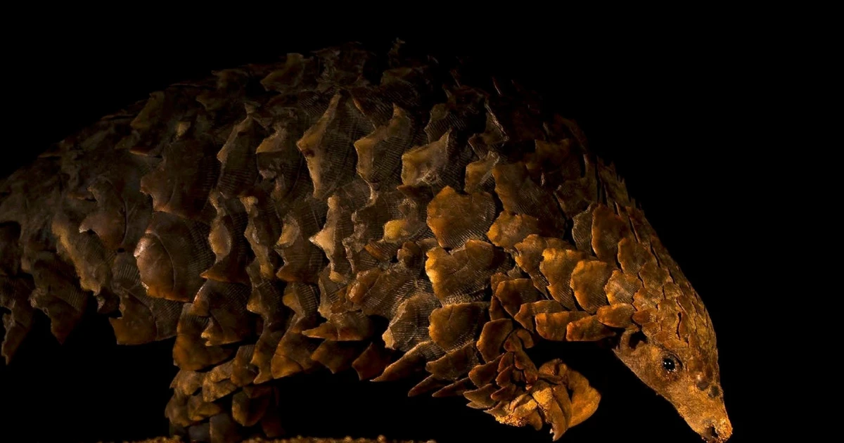 View - 20 bức ảnh động vật hoang dã đẹp nhất khiến thế giới lặng đi | Báo Tri thức và Cuộc sống - TIN TỨC PHỔ BIẾN KIẾN THỨC 24H