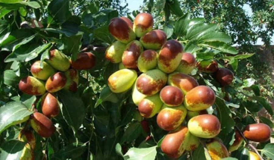 View - 4 cây cảnh gia bảo mang tài lộc, thịnh vượng đến từng nhà | Báo Tri thức và Cuộc sống - TIN TỨC PHỔ BIẾN KIẾN THỨC 24H