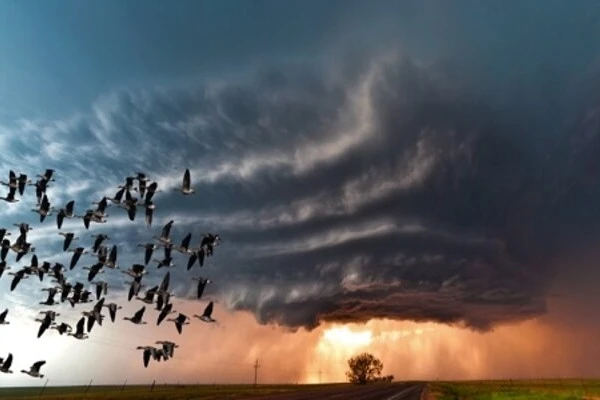 View - 7 loài vật dự báo mưa nắng cực chuẩn, khoa học kinh ngạc | Báo Tri thức và Cuộc sống - TIN TỨC PHỔ BIẾN KIẾN THỨC 24H