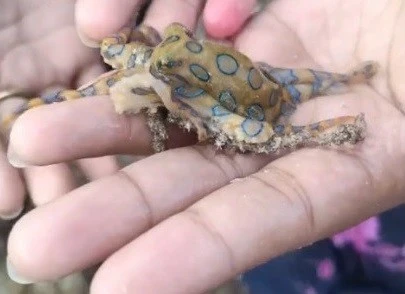 View - Thót tim du khách selfie cùng "sát thủ" độc nhất đại dương | Báo Tri thức và Cuộc sống - TIN TỨC PHỔ BIẾN KIẾN THỨC 24H