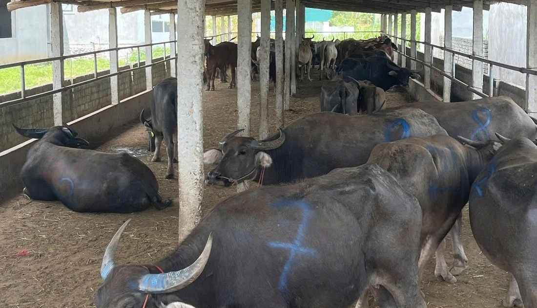 Bắt giữ xe tải chở 48 con trâu, bò không rõ nguồn gốc ở Nghệ An